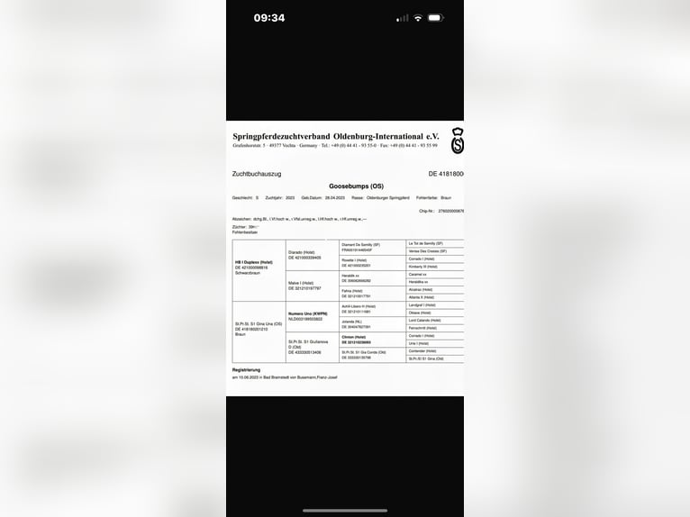 Oldenburg Giumenta 2 Anni 160 cm Baio in Stockelsdorf