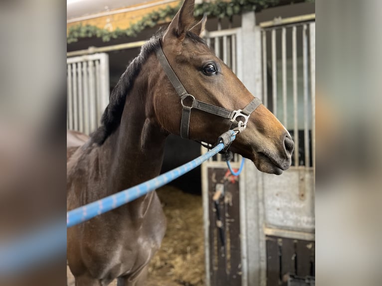 Oldenburg Giumenta 2 Anni 160 cm Baio in Witzwort