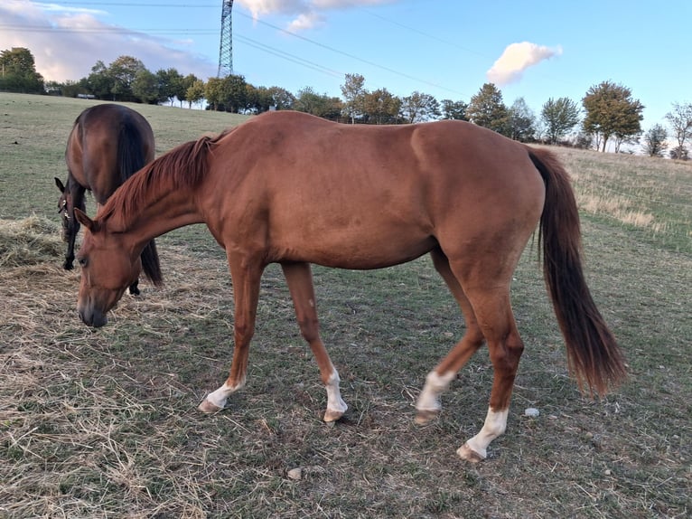 Oldenburg Giumenta 2 Anni 160 cm Sauro in Königheim