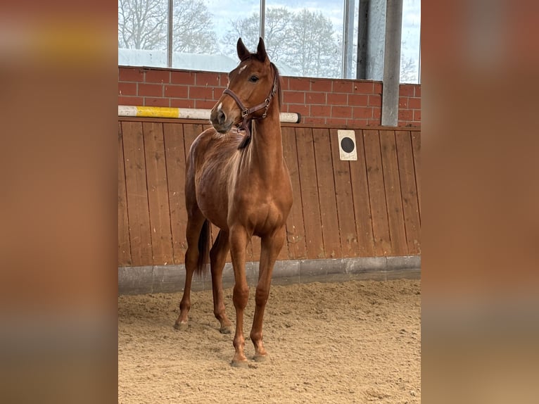 Oldenburg Giumenta 2 Anni 160 cm Sauro scuro in Vechta