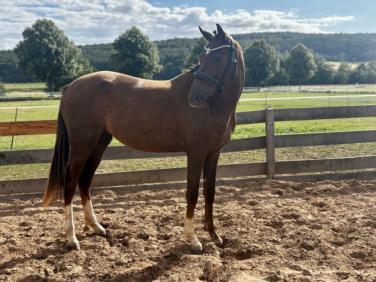 Oldenburg Giumenta 2 Anni 161 cm Sauro scuro in Bad Münder am Deister