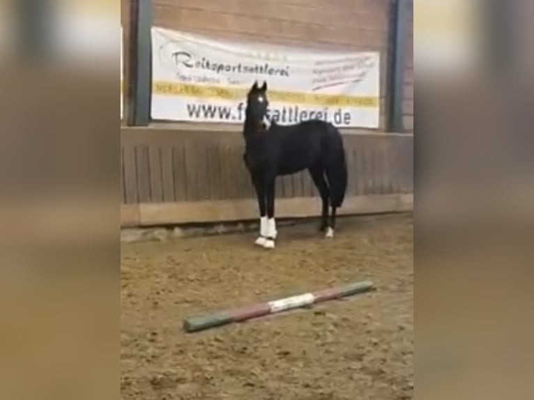 Oldenburg Giumenta 2 Anni 164 cm Baio nero in Alfhausen