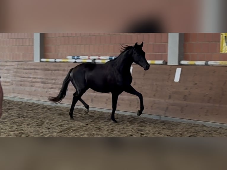 Oldenburg Giumenta 2 Anni 165 cm Morello in Langwedel