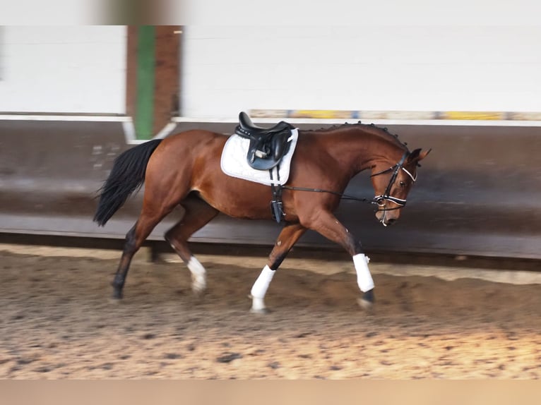 Oldenburg Giumenta 2 Anni 166 cm Baio in Bramsche