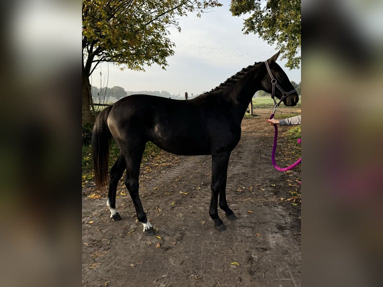 Oldenburg Giumenta 2 Anni 166 cm Baio nero in Bad Zwischenahn