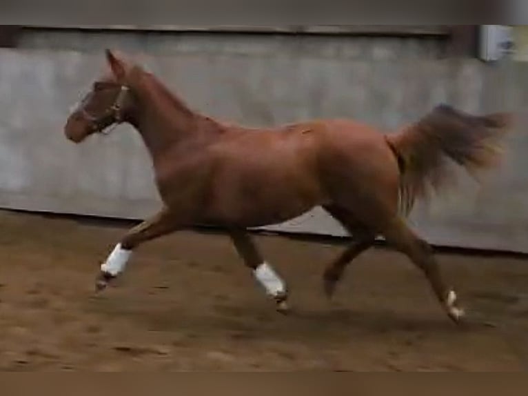 Oldenburg Giumenta 2 Anni 167 cm  in Wittmund