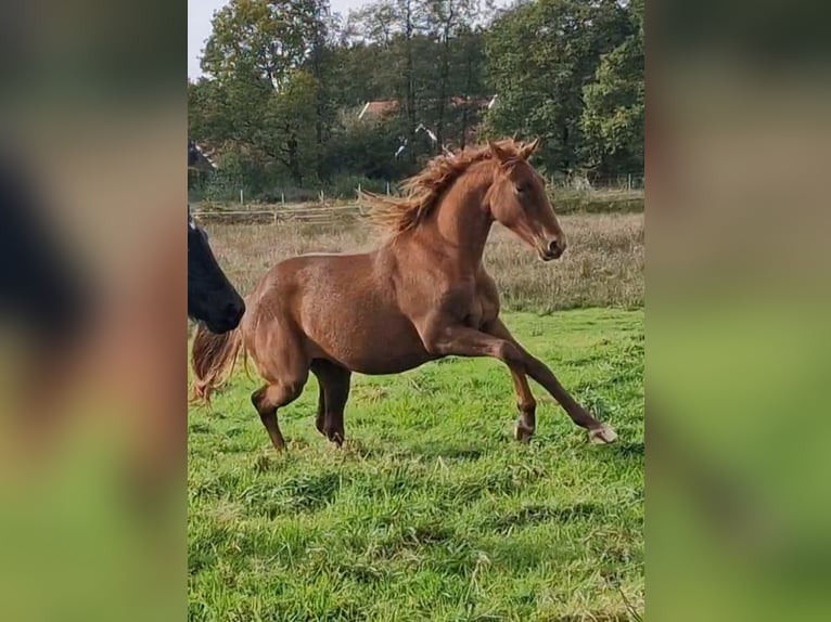 Oldenburg Giumenta 2 Anni 167 cm  in Wittmund