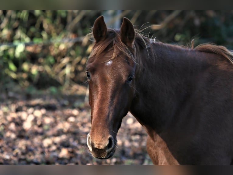 Oldenburg Giumenta 2 Anni 167 cm in Wittmund