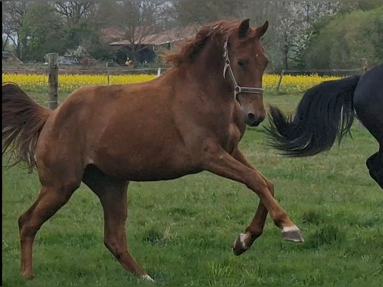 Oldenburg Giumenta 2 Anni 167 cm  in Wittmund
