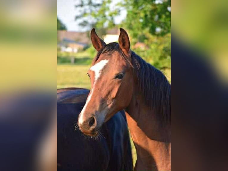 Oldenburg Giumenta 2 Anni 168 cm Baio in breendonk