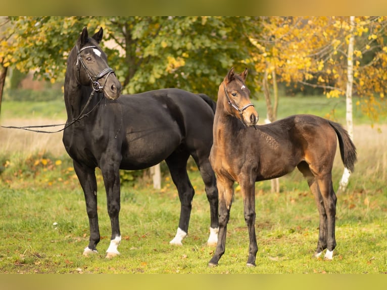 Oldenburg Giumenta 2 Anni 168 cm Baio in Hopsten