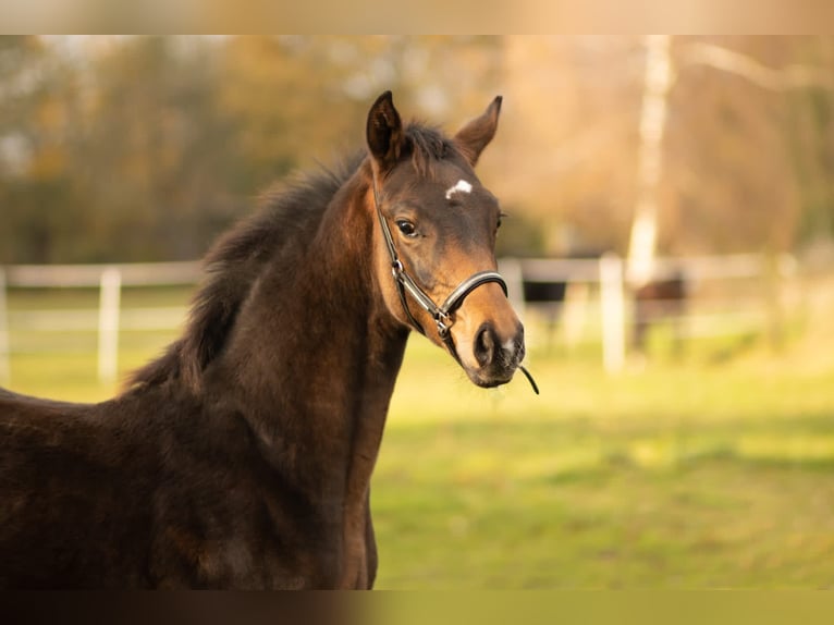 Oldenburg Giumenta 2 Anni 168 cm Baio in Hopsten