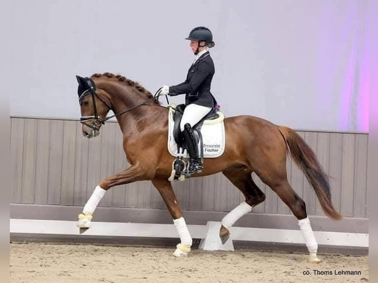 Oldenburg Giumenta 2 Anni 170 cm Baio in Hude (Oldenburg)