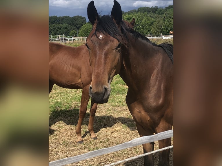 Oldenburg Giumenta 2 Anni 170 cm Baio in Hiddenhausen