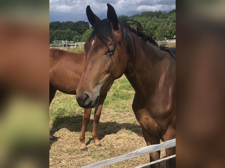 Oldenburg Giumenta 2 Anni 170 cm Baio in Hiddenhausen