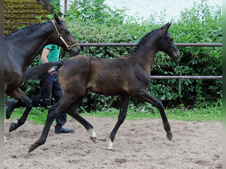 Oldenburg Giumenta 2 Anni 170 cm Baio nero in Emmerthal