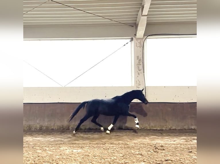 Oldenburg Giumenta 2 Anni 170 cm Baio scuro in Rosdorf