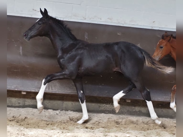 Oldenburg Giumenta 2 Anni 170 cm Morello in Bramsche