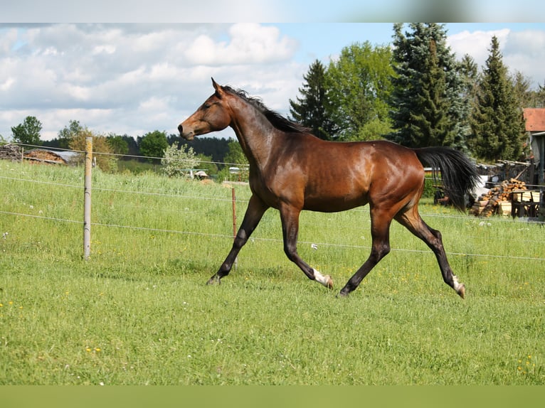 Oldenburg Giumenta 2 Anni 172 cm Baio scuro in Trockenborn