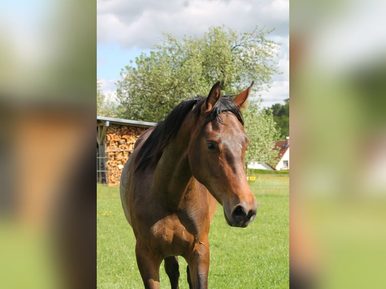 Oldenburg Giumenta 2 Anni 172 cm Baio scuro in Trockenborn