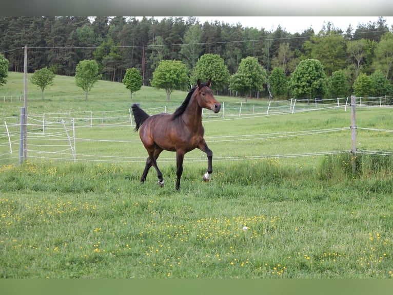 Oldenburg Giumenta 2 Anni 172 cm Baio scuro in Trockenborn