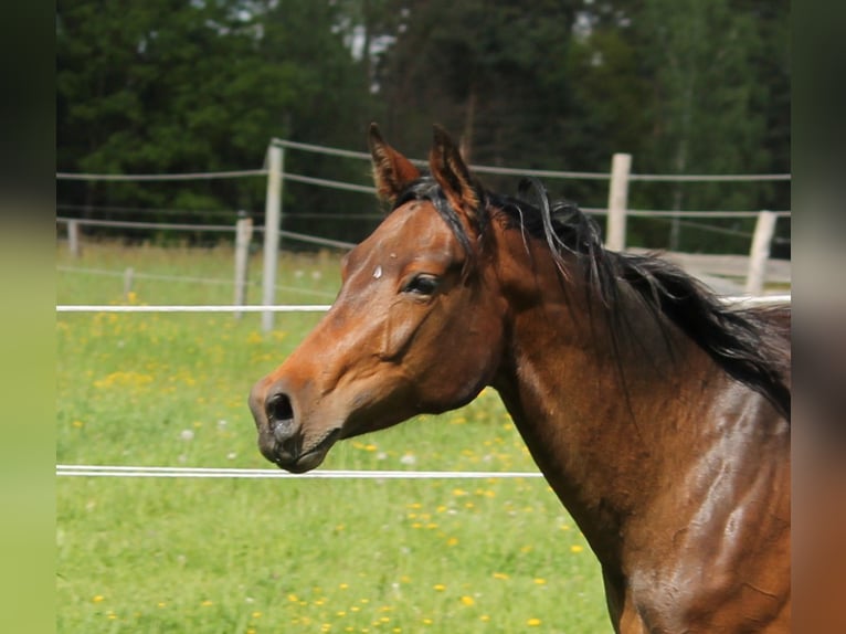 Oldenburg Giumenta 2 Anni 172 cm Baio scuro in Trockenborn