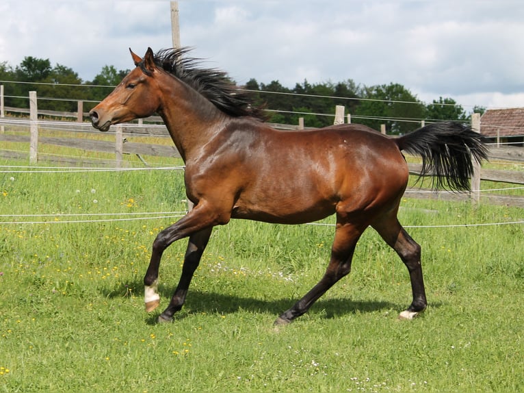 Oldenburg Giumenta 2 Anni 172 cm Baio scuro in Trockenborn