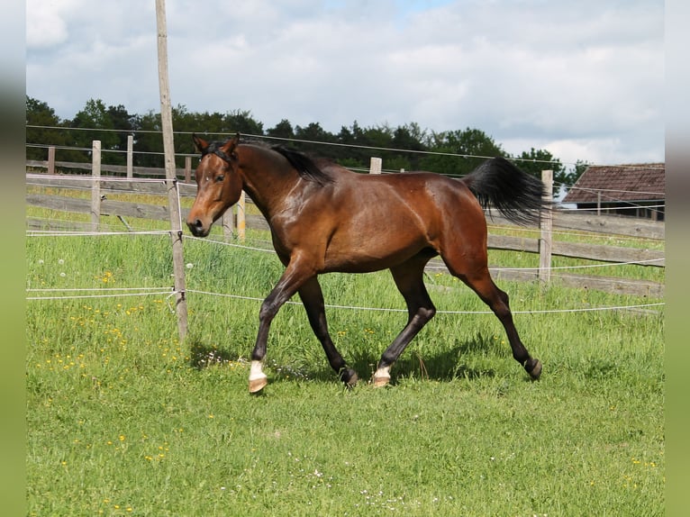 Oldenburg Giumenta 2 Anni 172 cm Baio scuro in Trockenborn