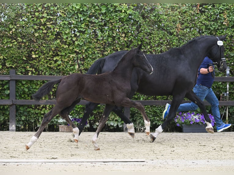 Oldenburg Giumenta 2 Anni 172 cm Morello in Bad F&#xFC;ssing