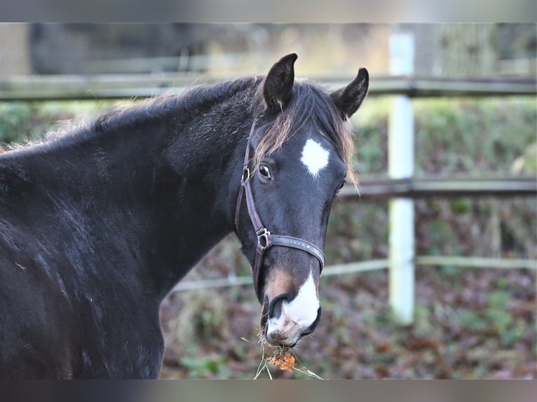 Oldenburg Giumenta 2 Anni 173 cm Baio nero in Wittmund