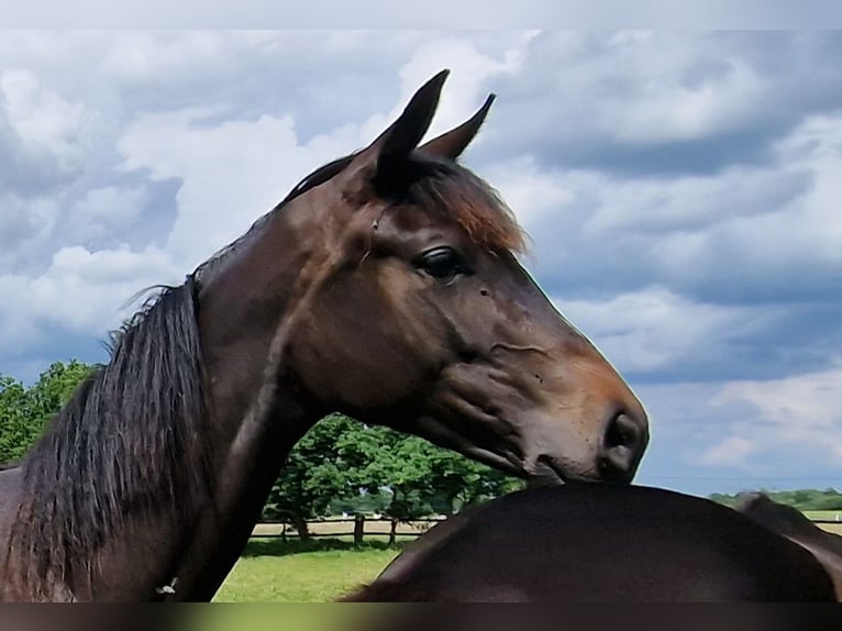 Oldenburg Giumenta 2 Anni 173 cm Baio nero in Wittmund