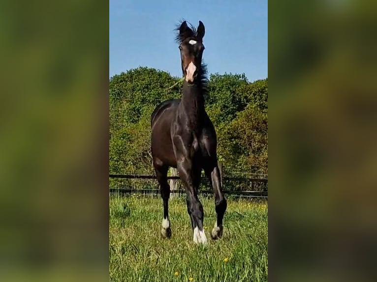 Oldenburg Giumenta 2 Anni 173 cm Baio nero in Wittmund