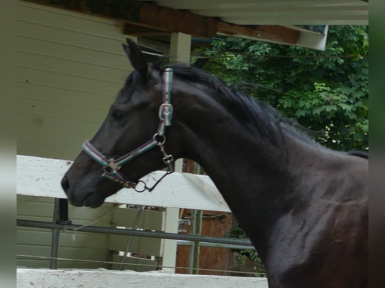 Oldenburg Giumenta 2 Anni 174 cm Baio nero in Greifenstein