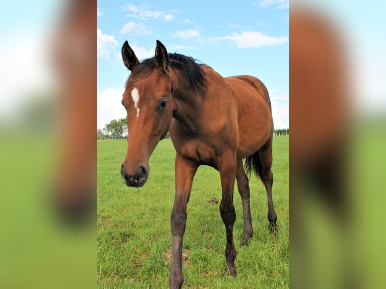 Oldenburg Giumenta 2 Anni Baio in Hankensbüttel