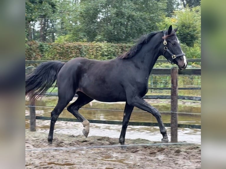 Oldenburg Giumenta 2 Anni Baio nero in Dinklage