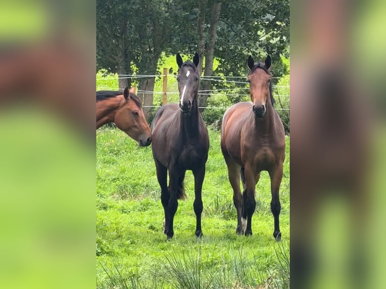 Oldenburg Giumenta 2 Anni Baio nero in Dinklage