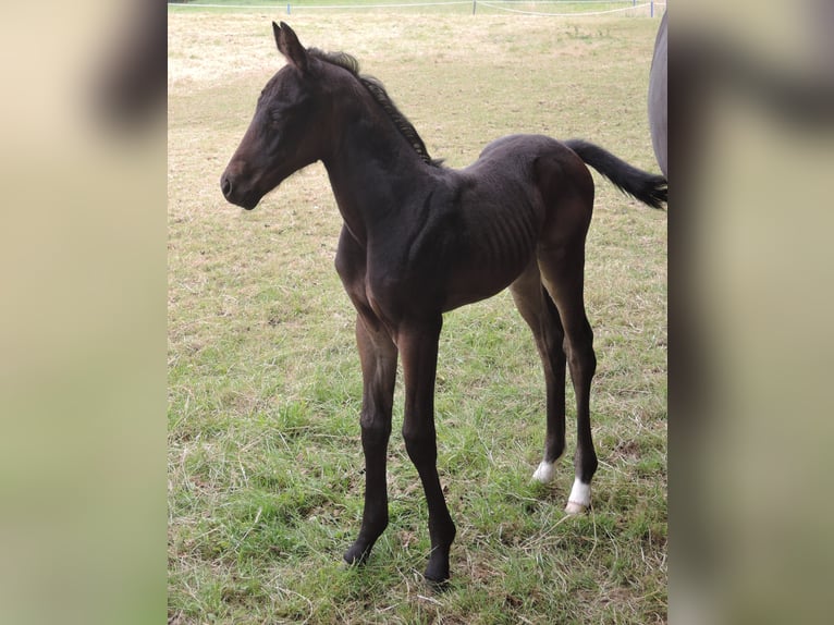 Oldenburg Giumenta 2 Anni Baio nero in Hankensbüttel