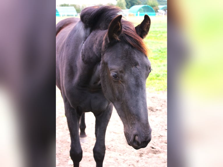 Oldenburg Giumenta 2 Anni Baio nero in Hankensbüttel