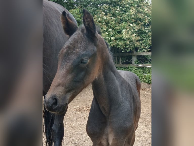 Oldenburg Giumenta 2 Anni Baio nero in Hankensbüttel