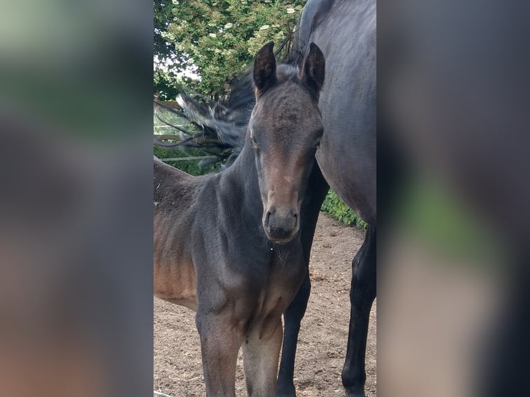 Oldenburg Giumenta 2 Anni Baio nero in Hankensbüttel