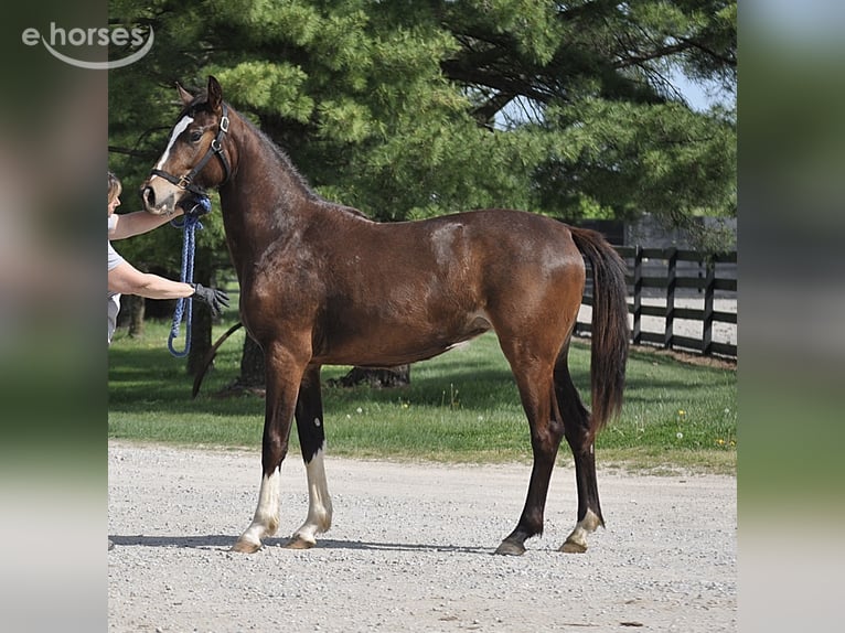Oldenburg Giumenta 2 Anni Baio scuro in Lawrenceburg