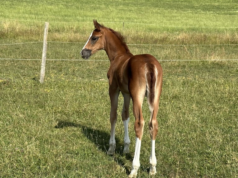 Oldenburg Giumenta 2 Anni Sauro in Berg