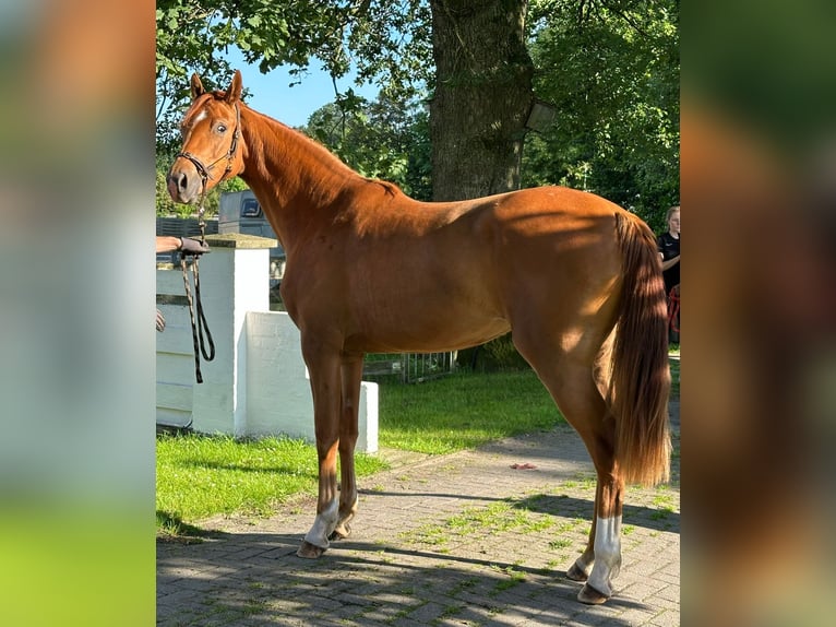 Oldenburg Giumenta 2 Anni Sauro in Lengerich