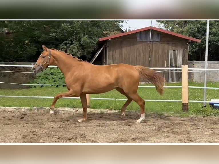 Oldenburg Giumenta 2 Anni Sauro in Lengerich