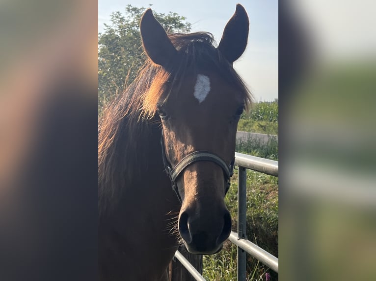 Oldenburg Giumenta 2 Anni Sauro in Dahlenburg