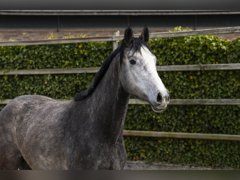 Oldenburg Giumenta 3 Anni 159 cm Grigio in Waddinxveen