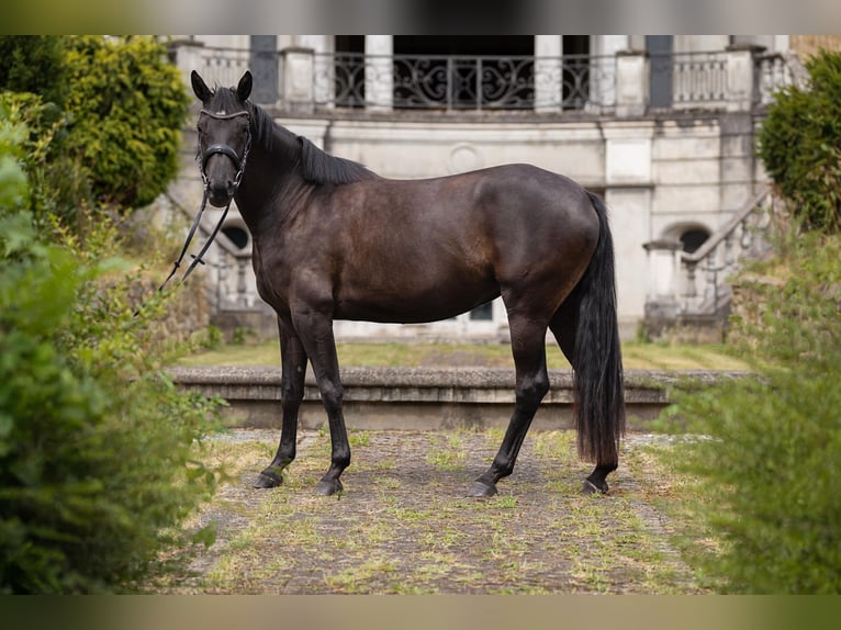 Oldenburg Giumenta 3 Anni 160 cm Morello in Leichlingen