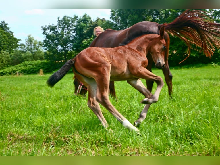 Oldenburg Giumenta 3 Anni 161 cm Baio scuro in Kronberg im Taunus