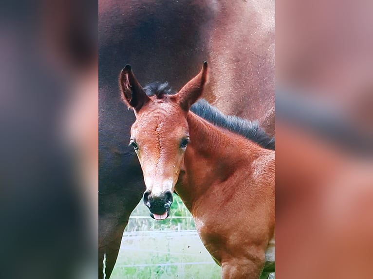 Oldenburg Giumenta 3 Anni 161 cm Baio scuro in Kronberg im Taunus