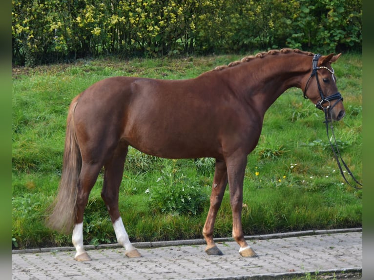 Oldenburg Giumenta 3 Anni 161 cm Sauro scuro in F&#xFC;rstenau